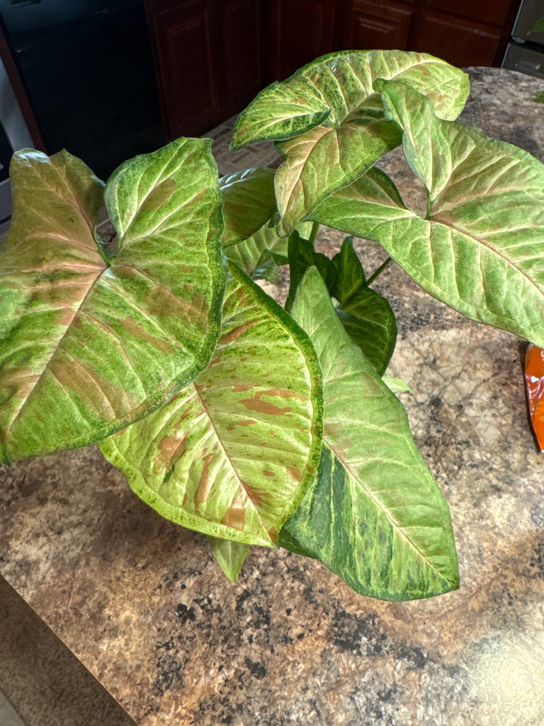 Customer photo review of Dracaena surculosa 'Florida Beauty'