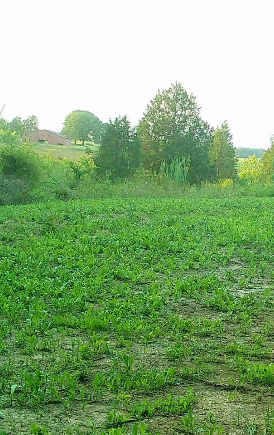Customer photo review of DIRTY DEEDS™ SOIL CONDITIONER
