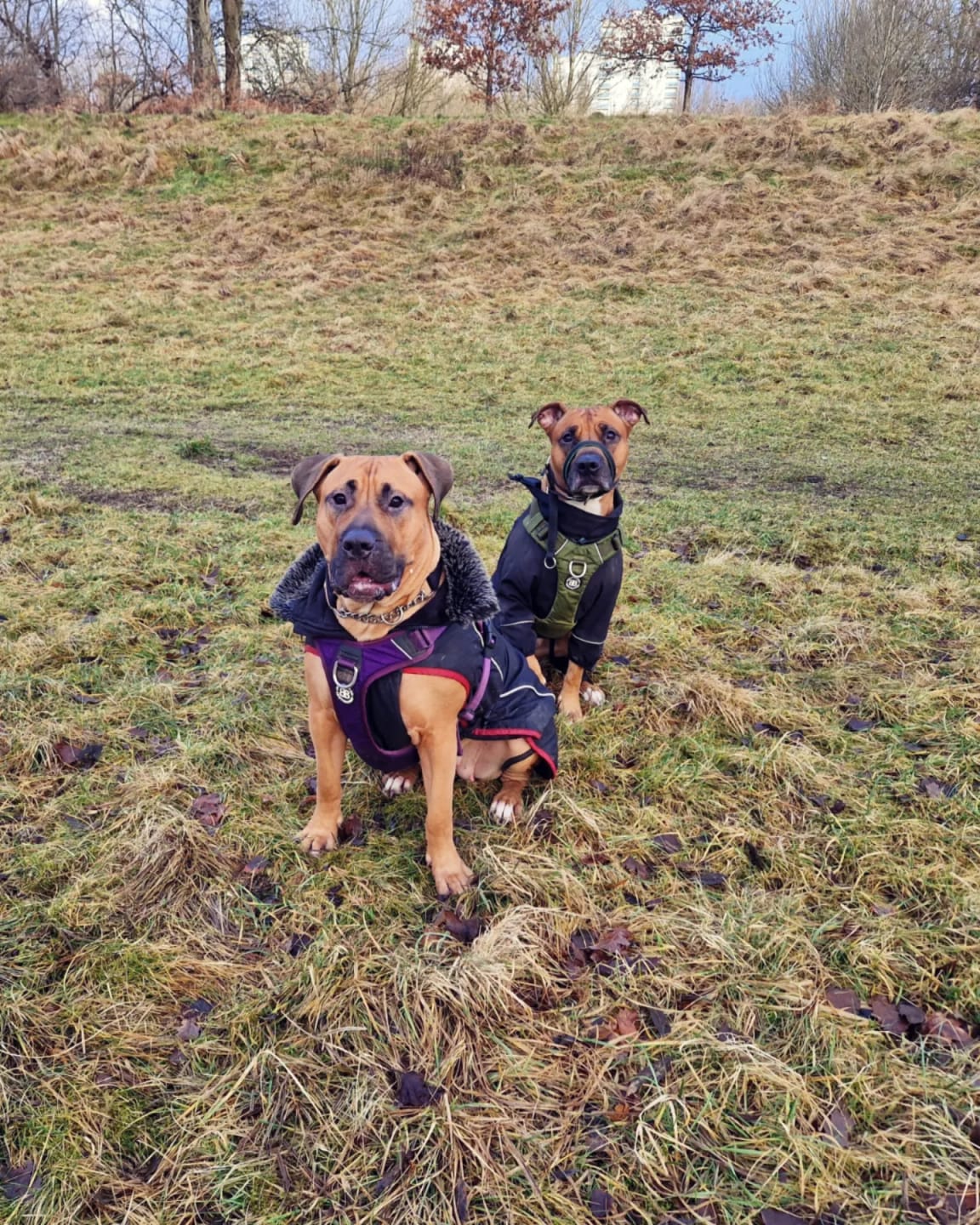 Customer photo review of Air Mesh Harness - Anti-Pull, With Handle, Non Restrictive & Adjustable - Olive Green