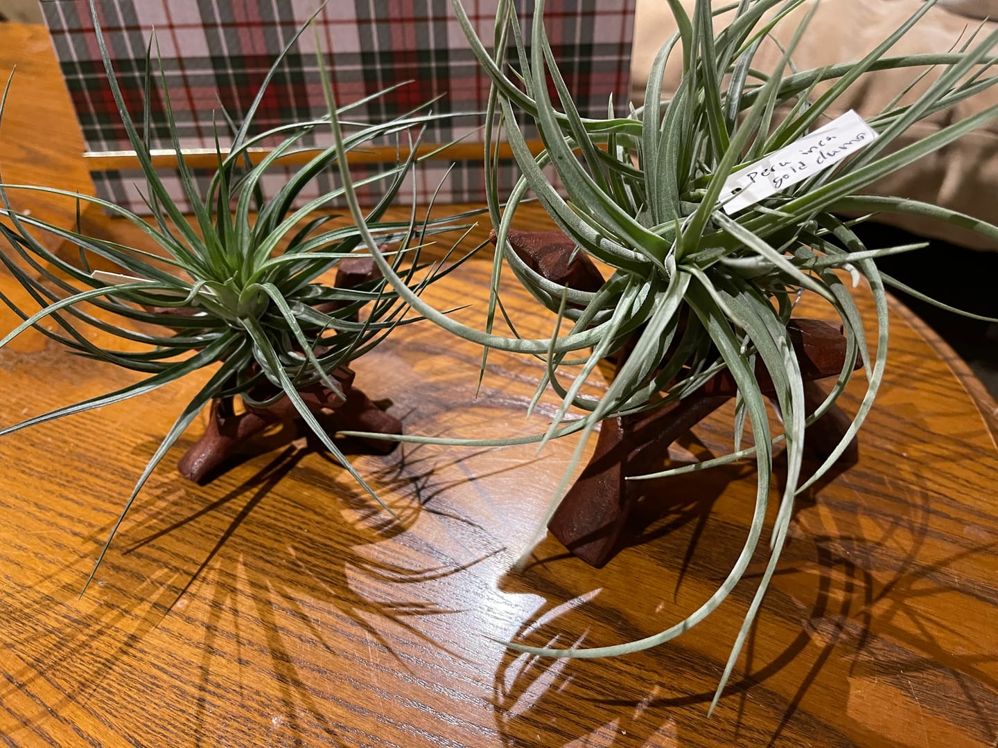 Customer photo review of Ionantha Curly Giant