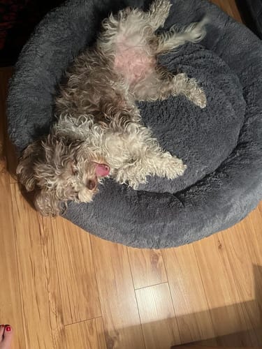 Customer photo review of Cama Antiestrés Para Perros