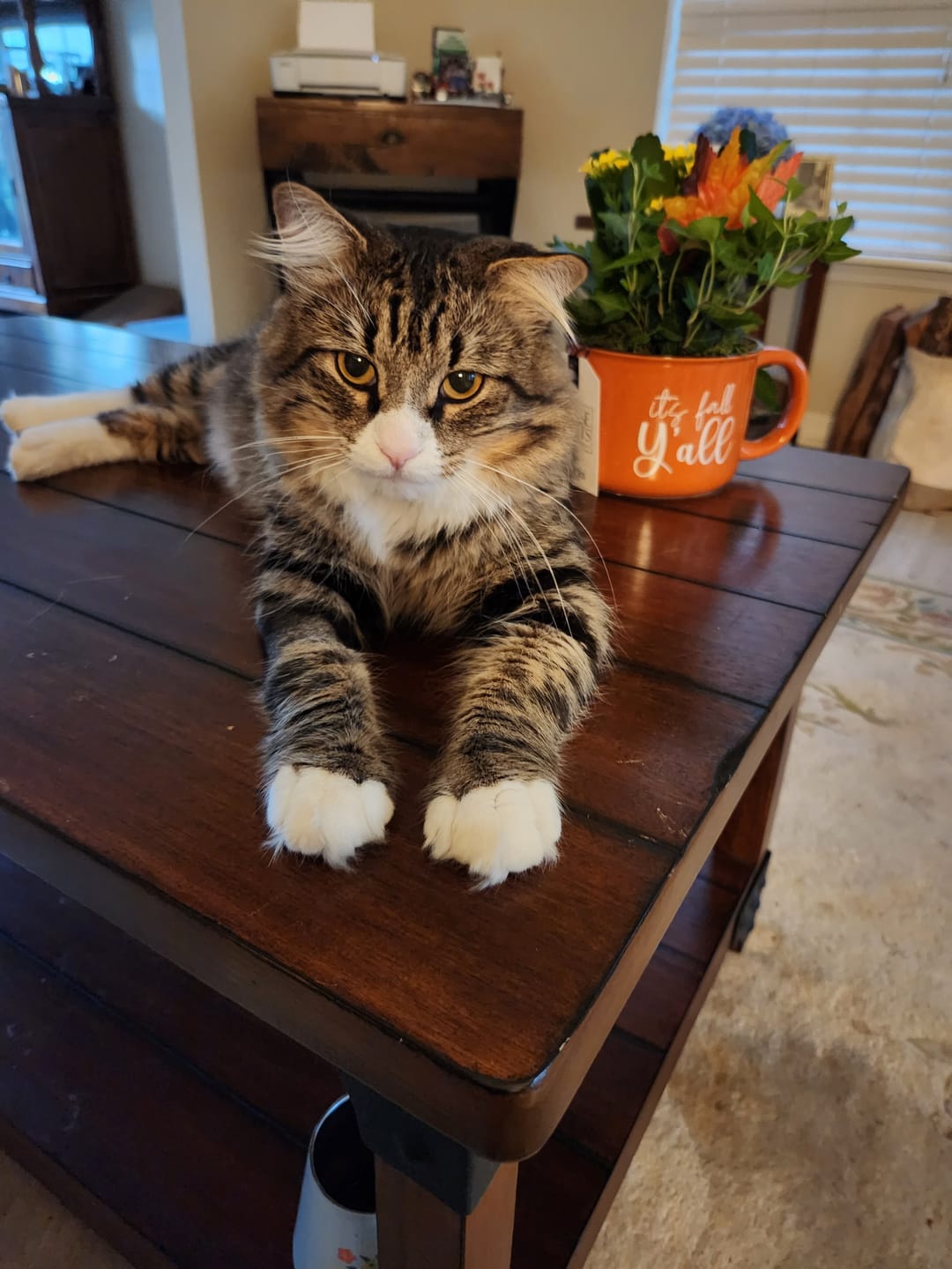Customer photo review of Cat Calming & Aggression Aid