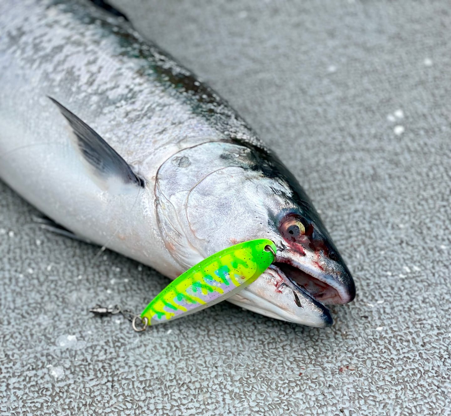 Customer photo review of Kingfisher