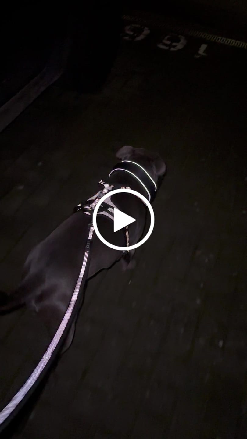 Customer video review of Active Harness | With Handle - Padded Lining & Highly Reflective - Black