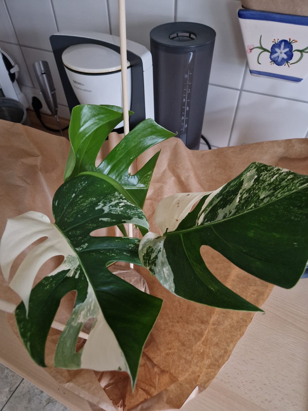 Customer photo review of Monstera Deliciosa Variegata M