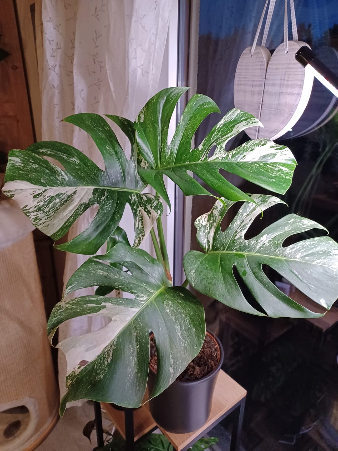 Customer photo review of Monstera Deliciosa Variegata
