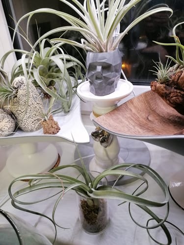 Customer photo review of Tillandsia "Curly Slim" - intermedia x streptohphylla