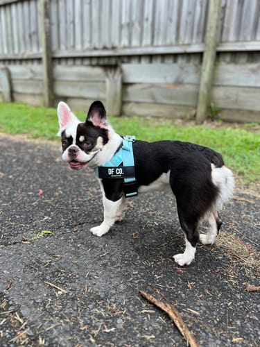 Customer photo review of Dog Harness | 35% Off