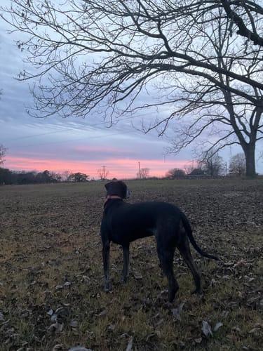 Customer photo review of Terracotta Collar - Recycled Ripstop