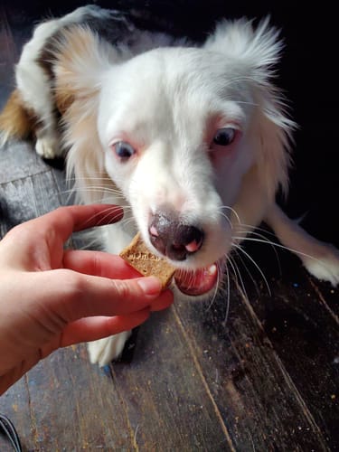 Customer photo review of Quirkies Biscuits