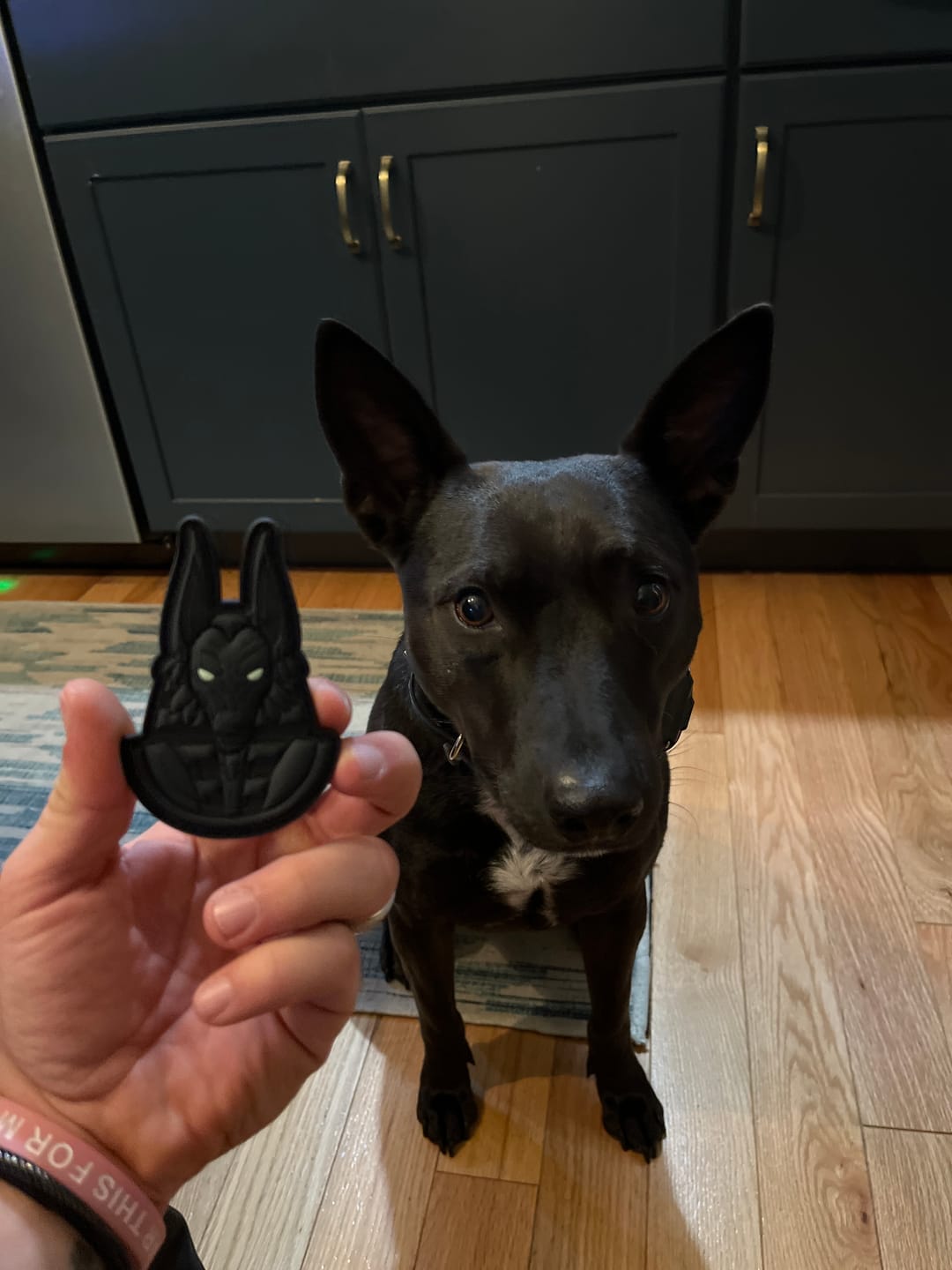 Customer photo review of Deity Collection - Egyptian Anubis