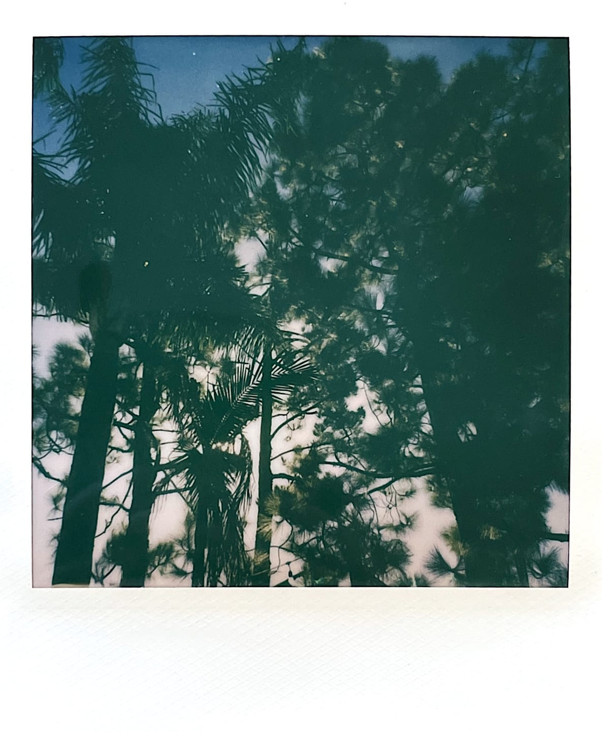 Customer photo review of Polaroid Color 600 Instant Film - Five Pack