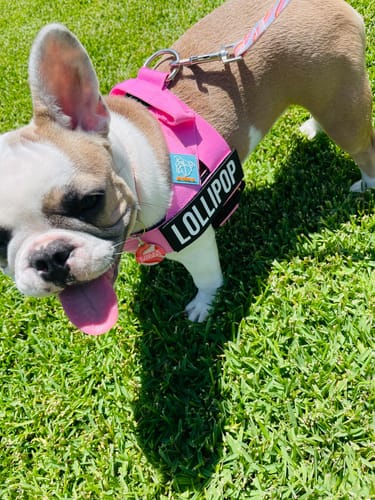 Customer photo review of Dog Harness | 35% Off