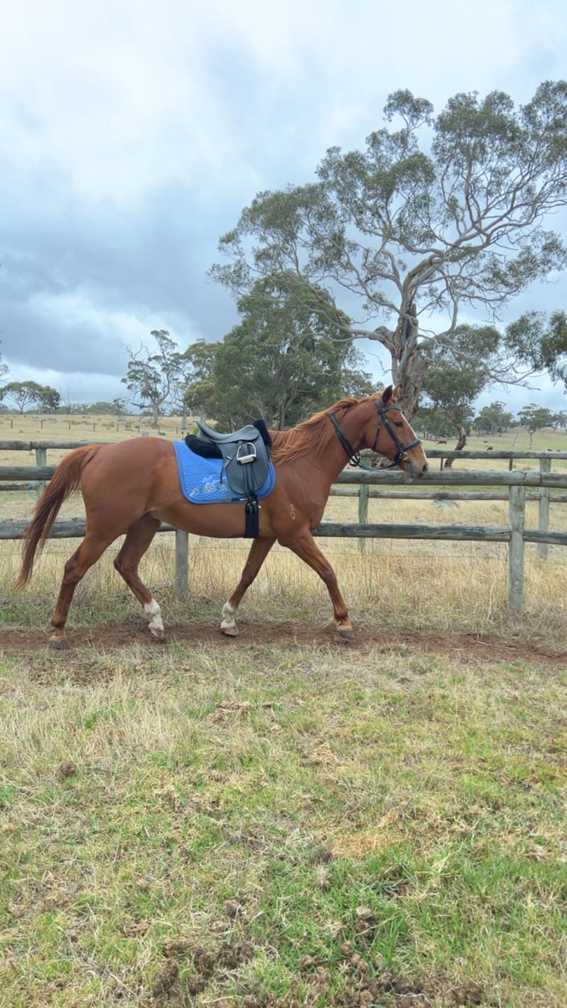 Customer photo review of Ascot Riding Tights