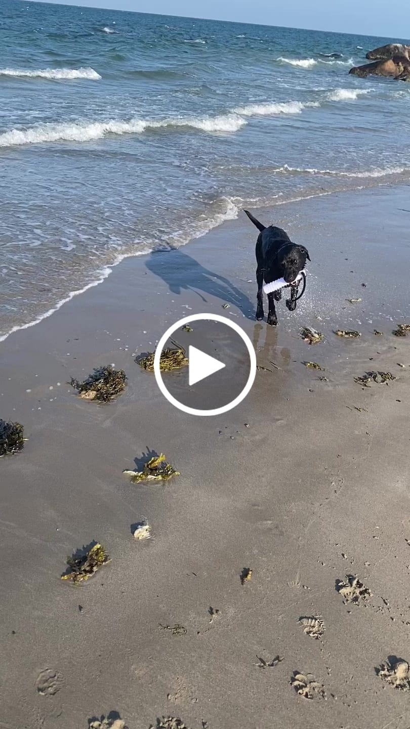 Customer video review of Sporting Saint  2" Water Dummies
