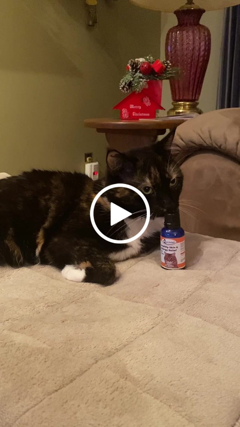 Customer video review of Healthy Skin for Cats - Cat Miliary Dermatitis, Skin Allergy & Cat Scabs Remedy