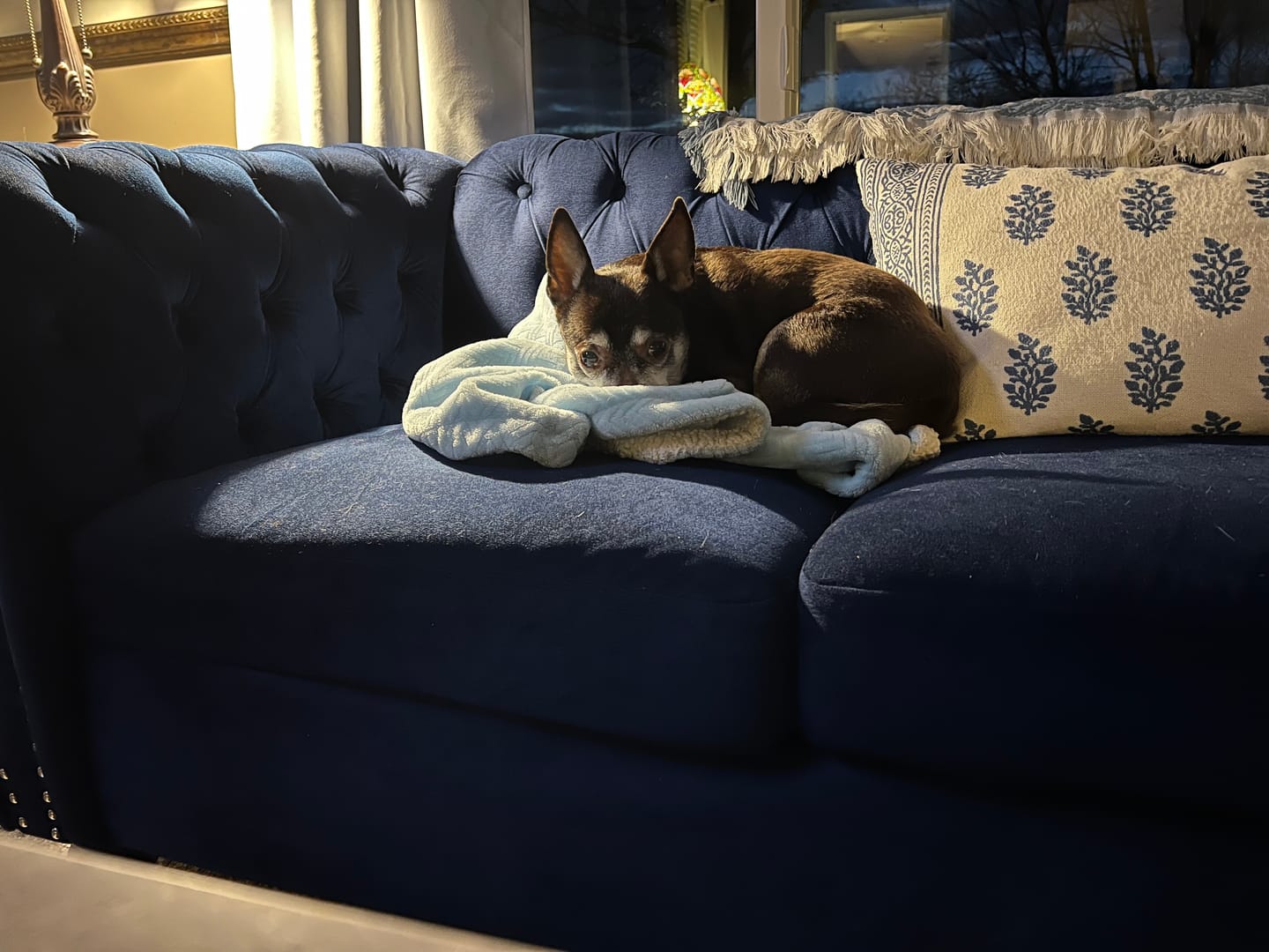 Customer photo review of King Kalm CBD 75mg  FREE Klean Paws 20 lbs or less