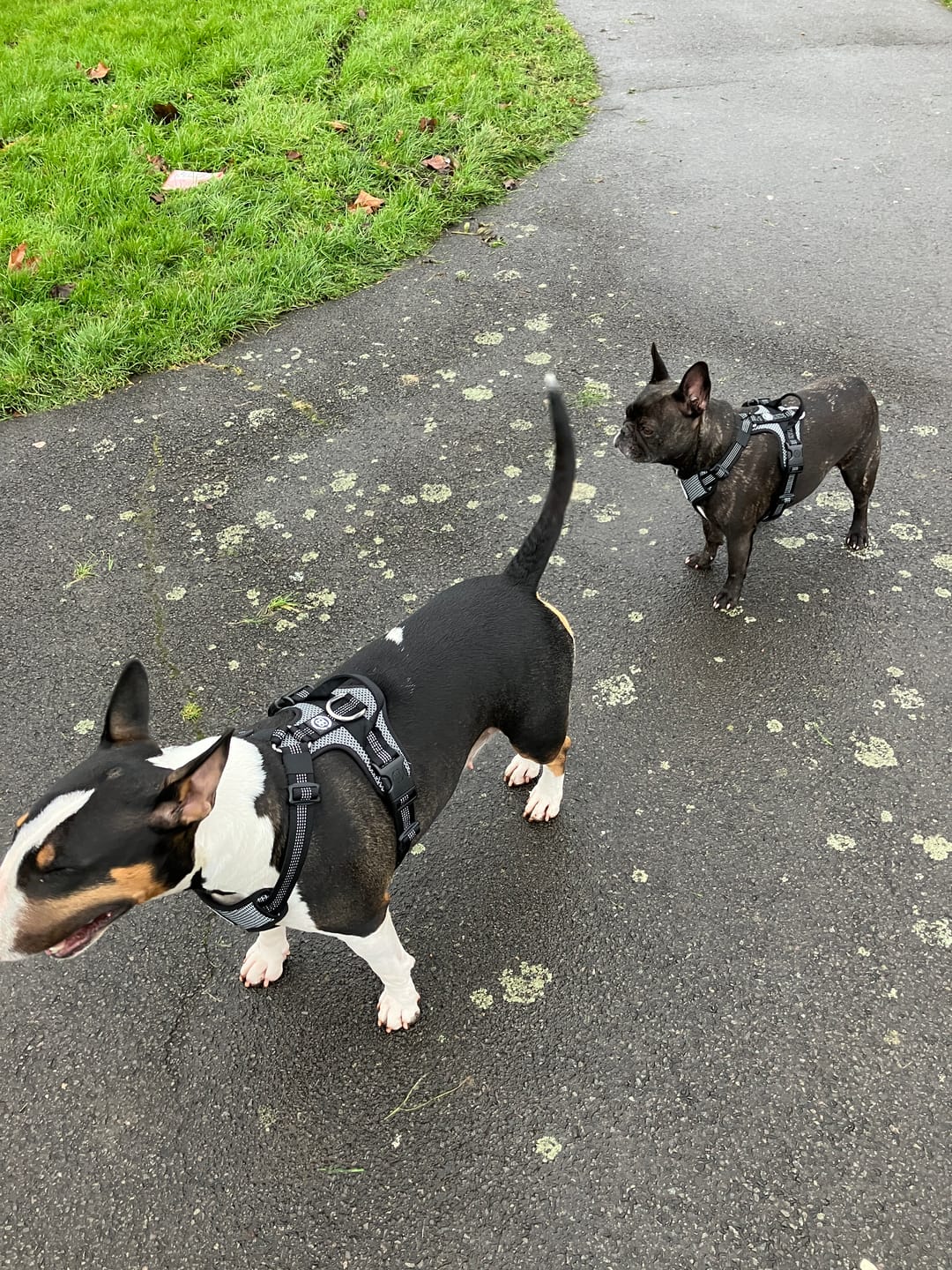 Customer photo review of Active Harness | With Handle - Padded Lining & Highly Reflective - Black