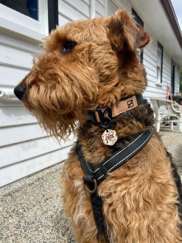 Customer photo review of Black Collar - Recycled Ripstop