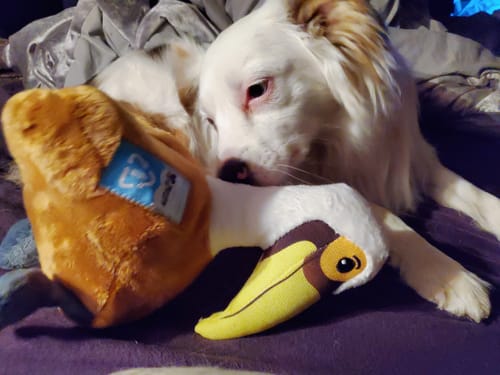 Customer photo review of Clean Earth Plush - 100% Sustainable