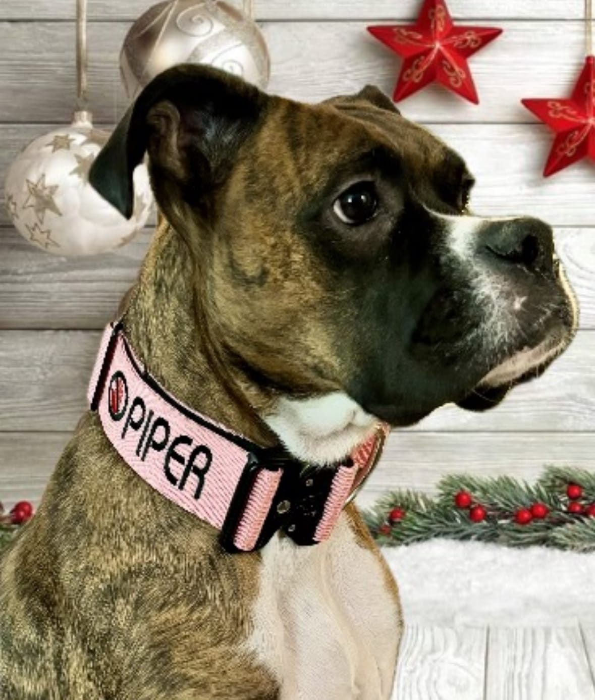 Customer photo review of 2" Tactik Dog Collar - Rose