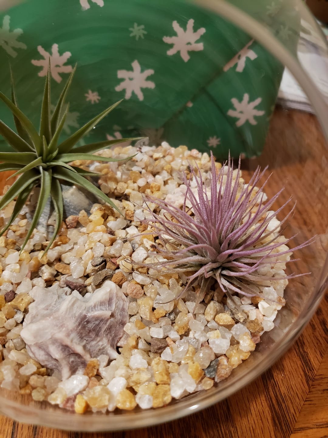 Customer photo review of Ionantha Lavender