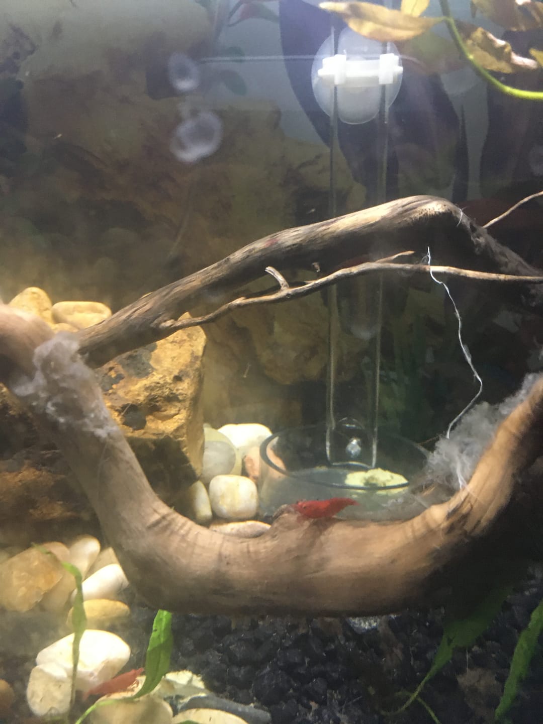 Customer photo review of Fourth Of July Shrimp Pack