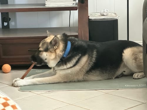 Customer photo review of Mixed Bully Sticks 12"