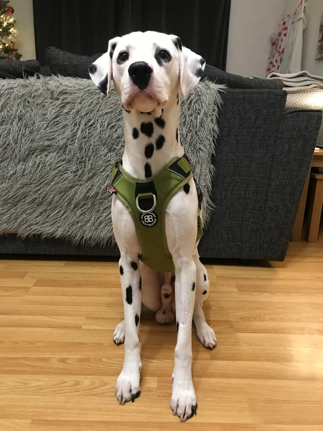 Customer photo review of Air Mesh Harness - Anti-Pull, With Handle, Non Restrictive & Adjustable - Olive Green
