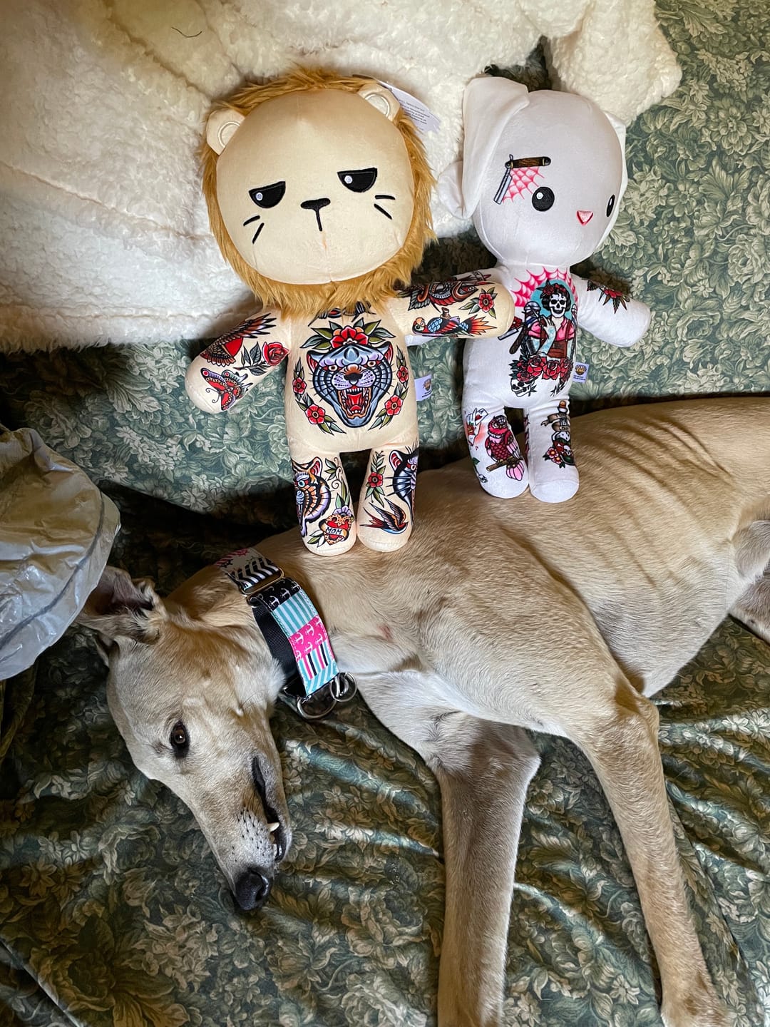 Customer photo review of Samuele the Alpha Male Lion