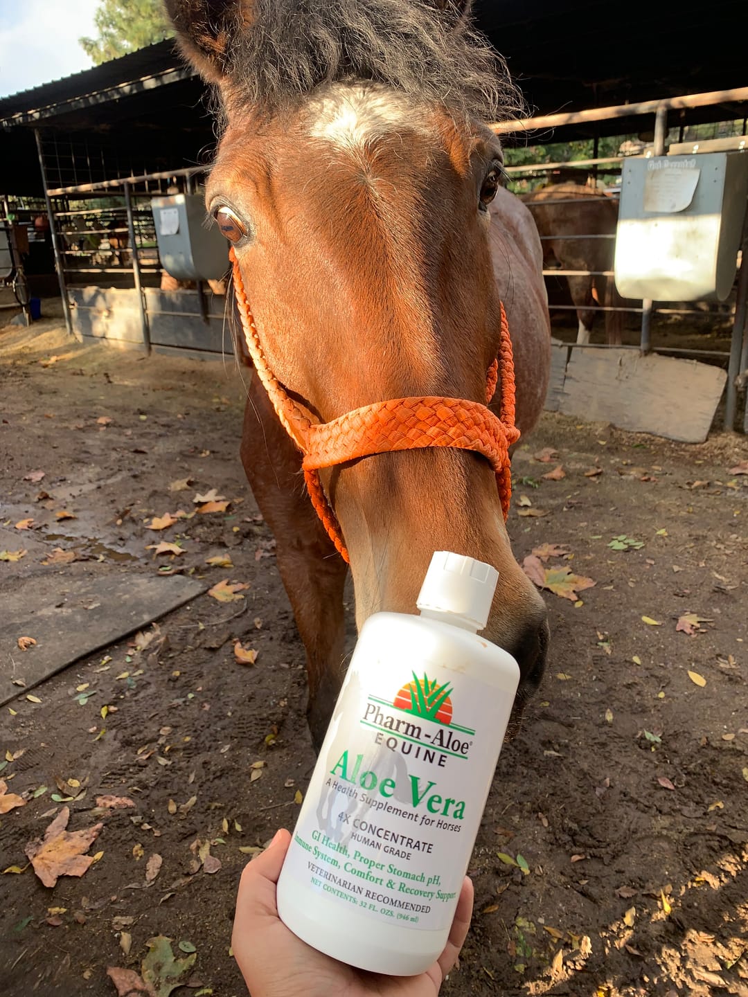 Customer photo review of Equine Aloe Vera Juice
