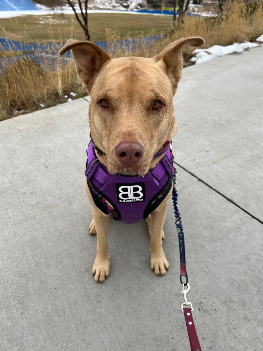 Customer photo review of Premium Comfort Harness | Non Restrictive & Adjustable - Purple