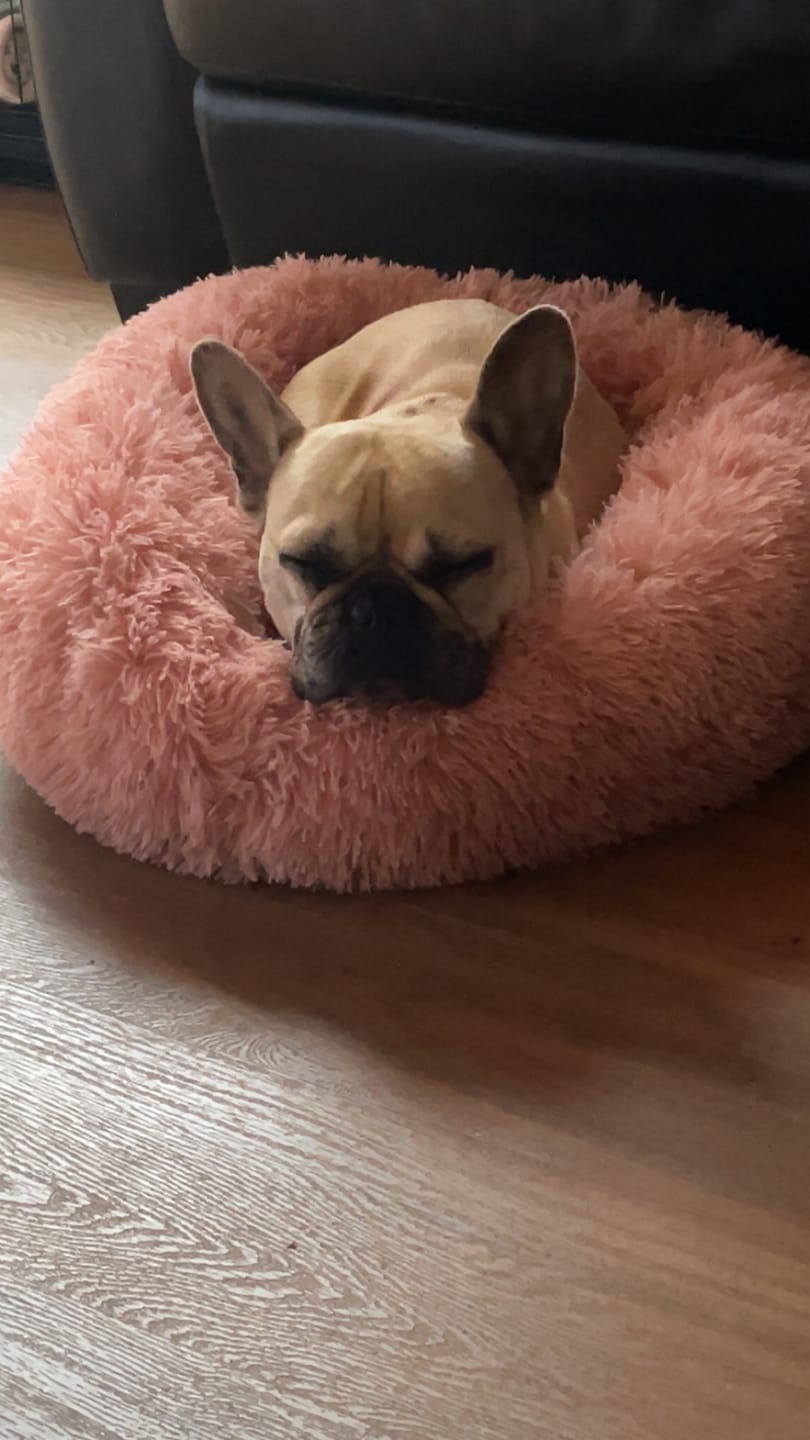 Customer photo review of Pawz Non-Removable Calming Pet Bed
