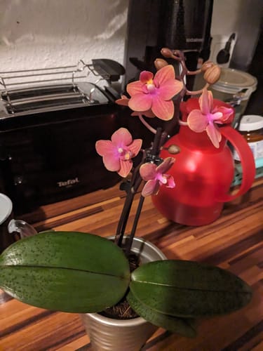 Customer photo review of Duftorchidee Dusty Belle mit rot-orangenen Blüten