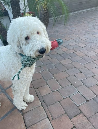 Customer photo review of Fly & Fetch Launching Toys