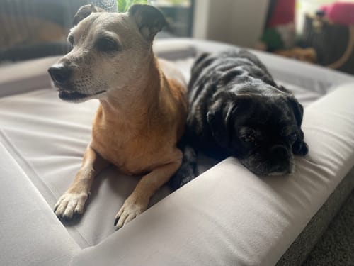 Customer photo review of Orthopaedic Memory Foam Bed