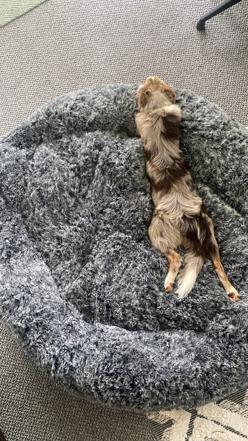Customer photo review of The Human Size Nap Bed