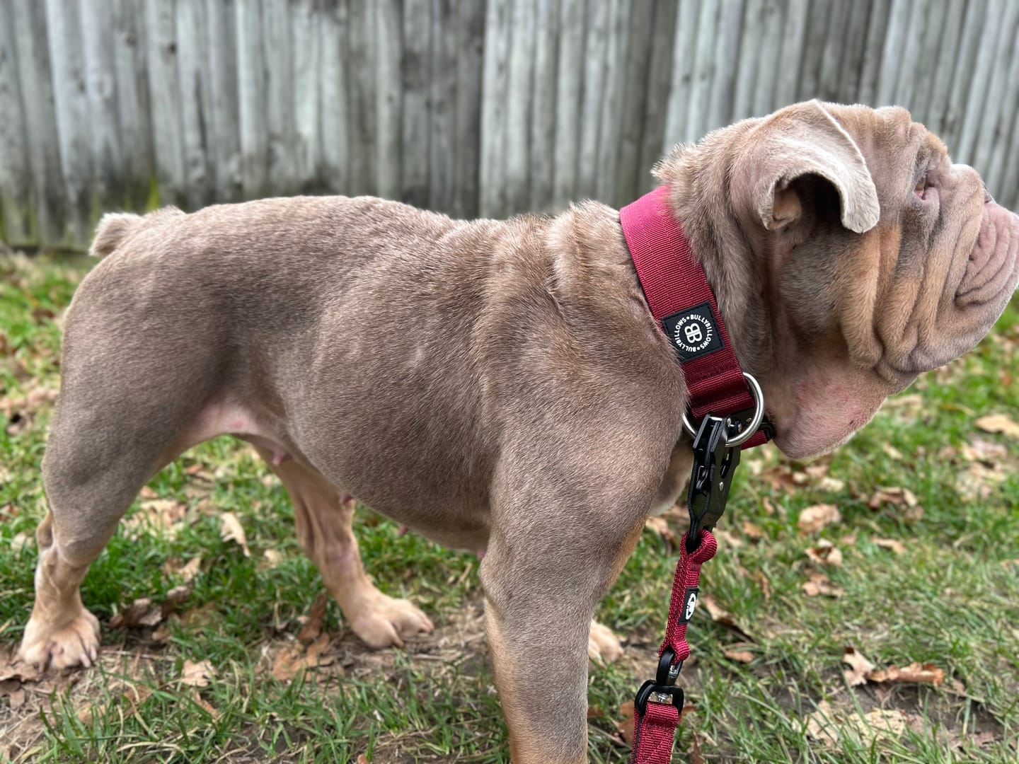 Customer photo review of 1.4m Swivel Combat Lead | Neoprene Lined, Secure Rated Clip with Soft Handle - Burgundy