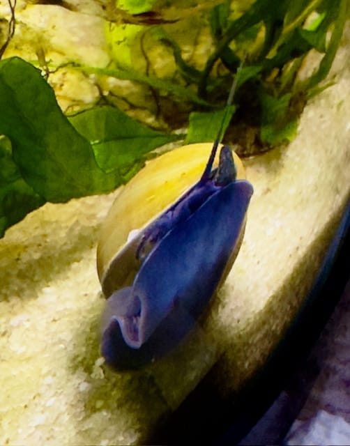 Customer photo review of Jade Mystery Snail