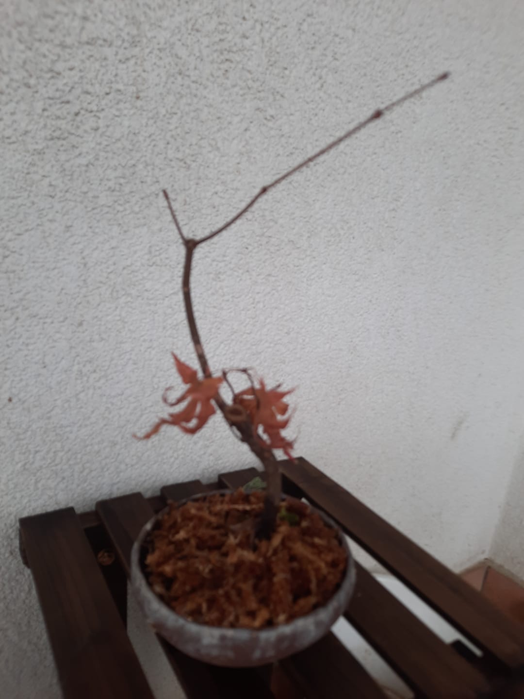 Customer photo review of TRONCHESE PROFESSIONALE CB® INOX 20,5 cm