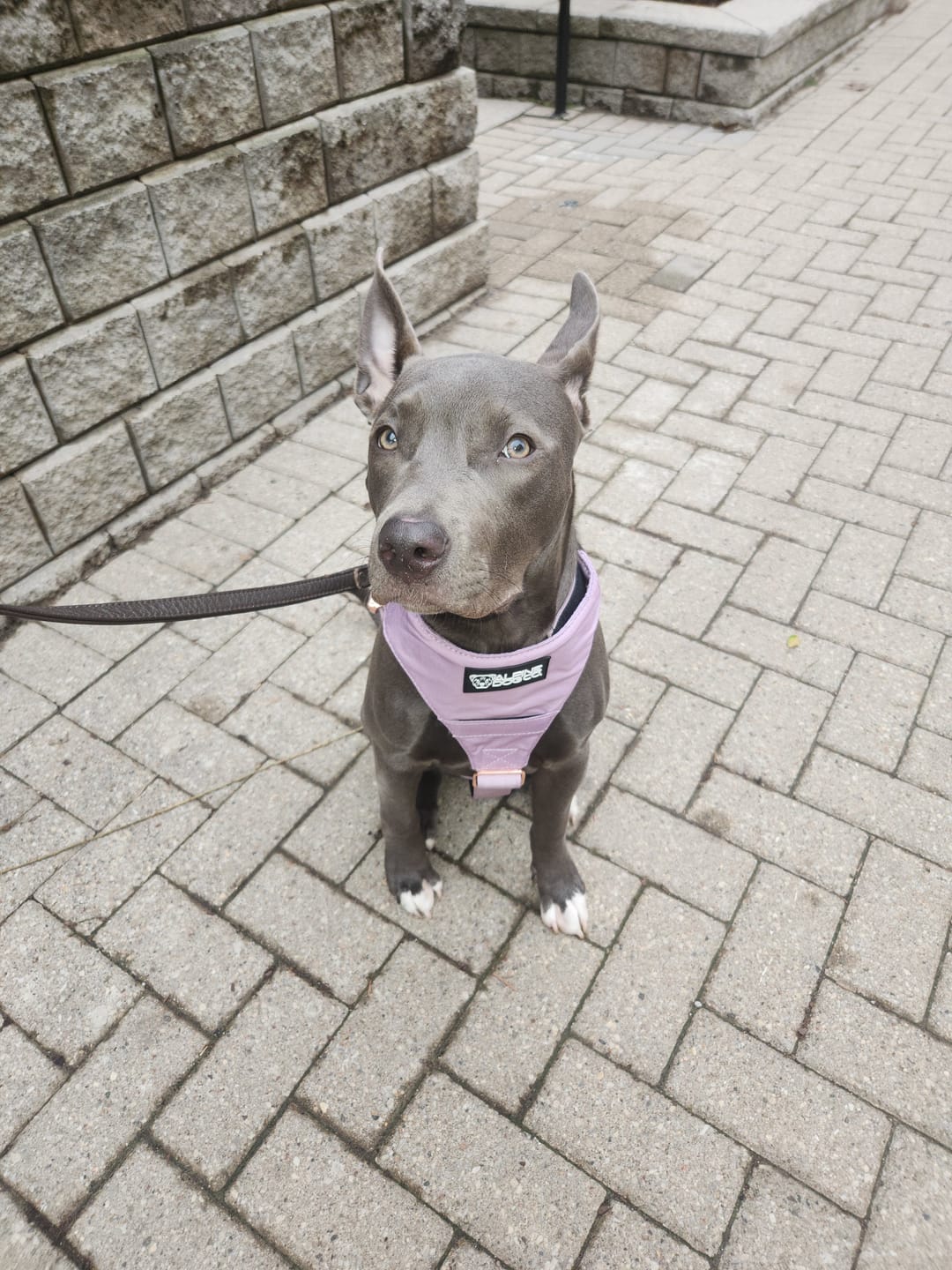 Customer photo review of Terrain Dog Airtag Harness - Sofia