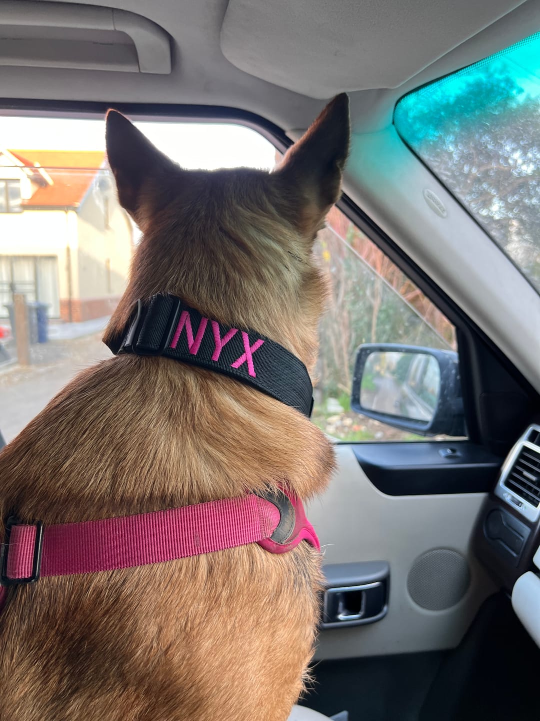 Customer photo review of 4cm Combat® Collar | With Handle & Rated Clip - Black v2.0