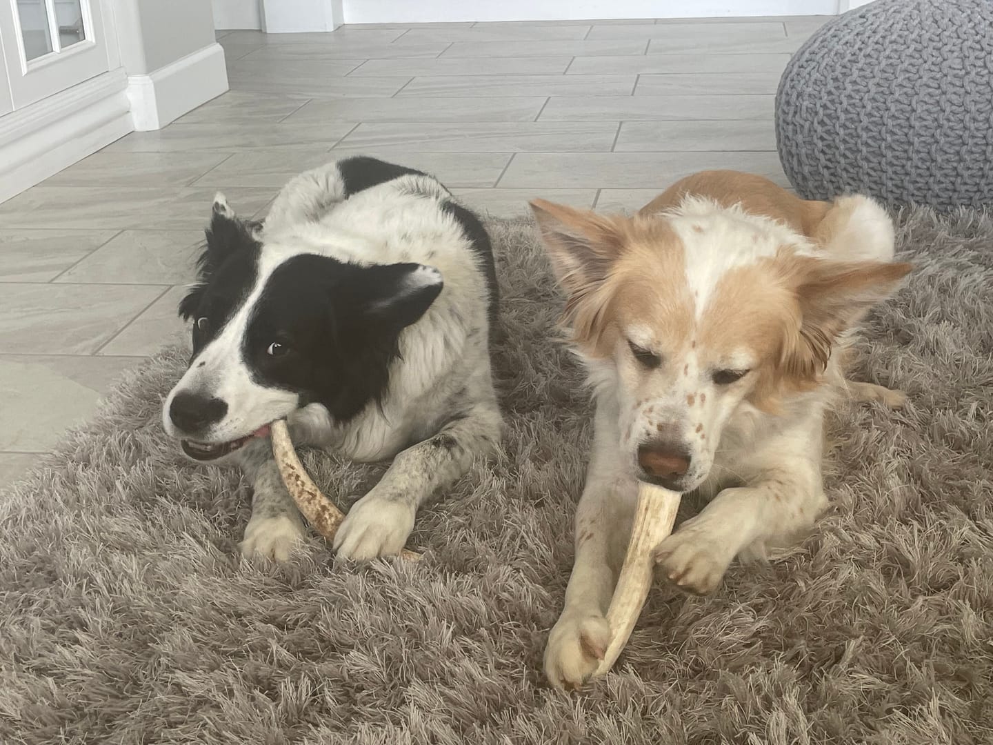 Customer photo review of Large Elk Chew