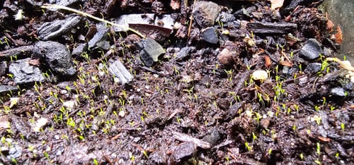Customer photo of Premium Irish Moss Seeds - Sagina Subulata Seeds from Yan