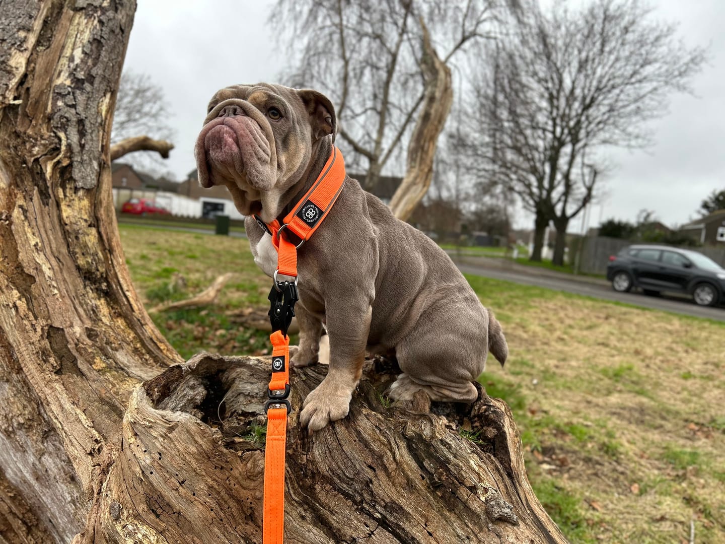 Customer photo review of 1.4m Swivel Combat Lead | Neoprene Lined, Secure Rated Clip with Soft Handle - Orange