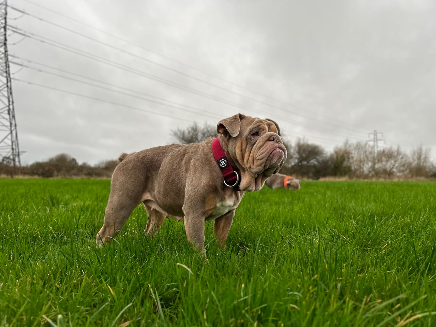 Customer photo review of 4cm Combat® Collar | Rated Clip - NO HANDLE - Burgundy v2.0