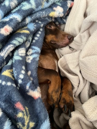 Customer photo review of Hudstone Pre Soaker (Scoop not included)