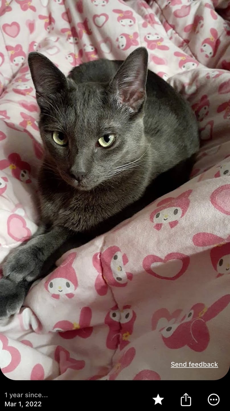 Customer photo review of Natural Cat UTI Remedy - Feline Kidney Stones, Bladder & Kidney Infection Treatment