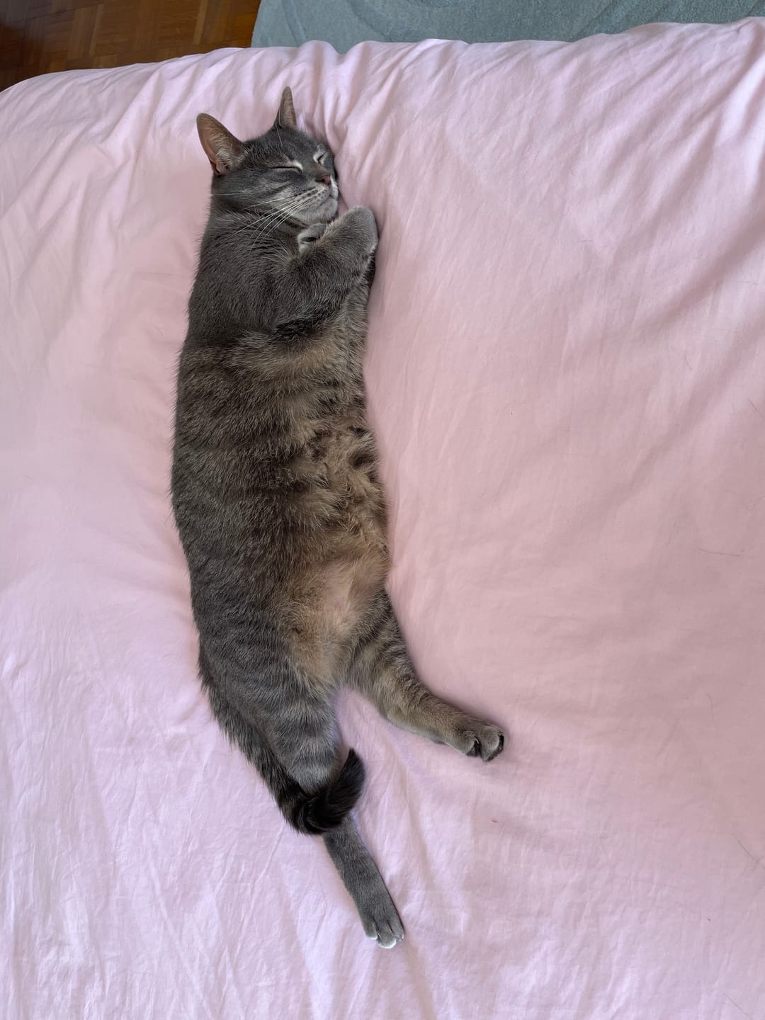 Customer photo review of Croquettes riches en poissons blancs frais (chat stérilisé)