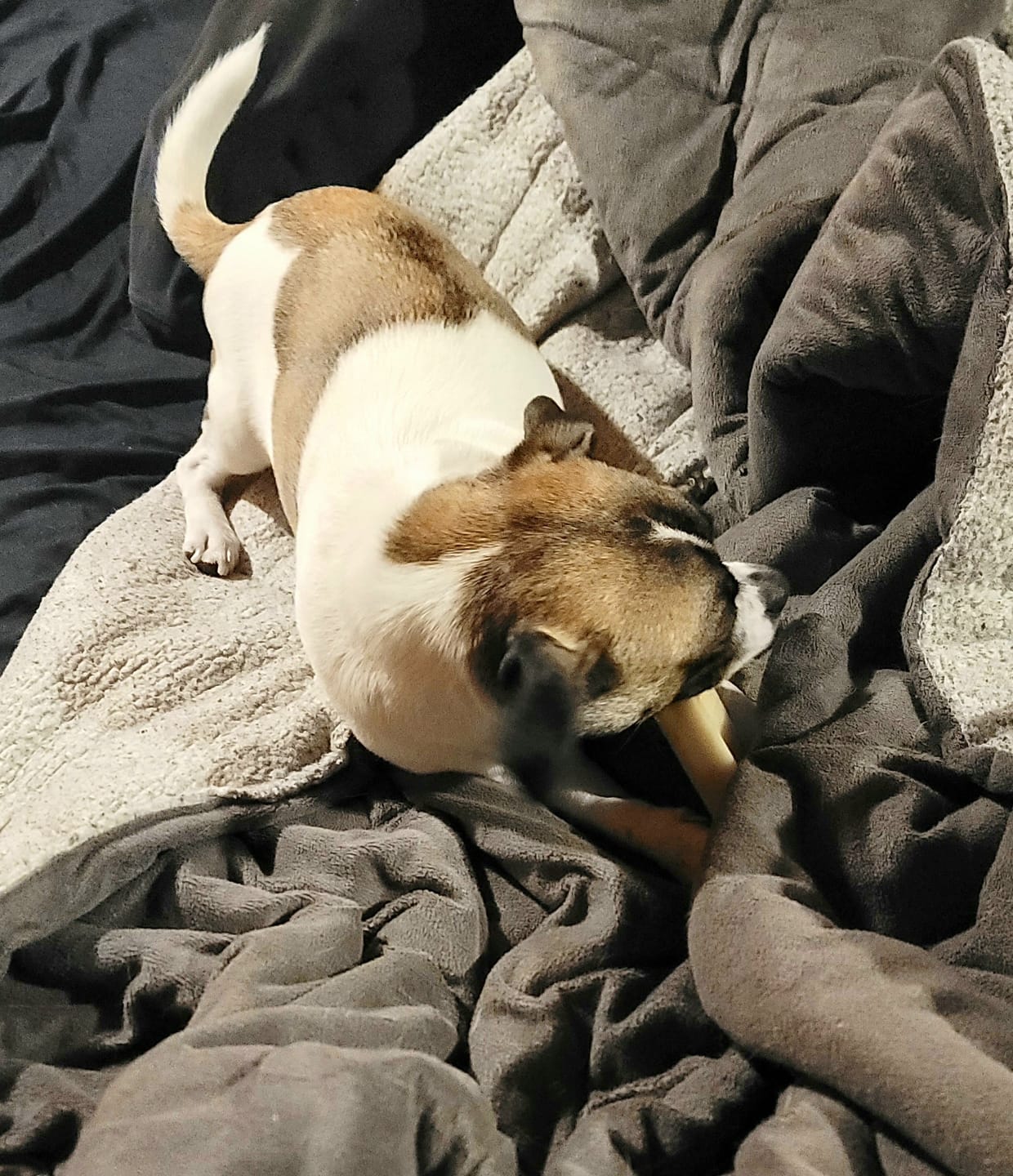 Customer photo review of Himalayan Yak Chew (SMALL)